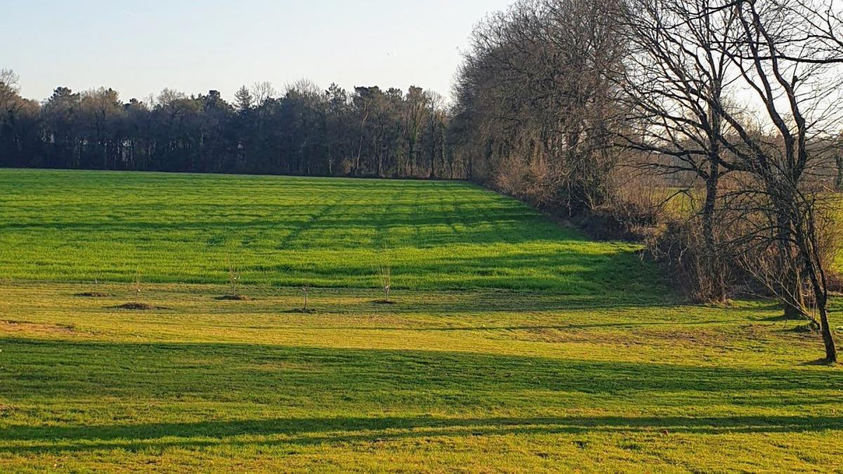 Large building plot with trees 15 km from Vannes